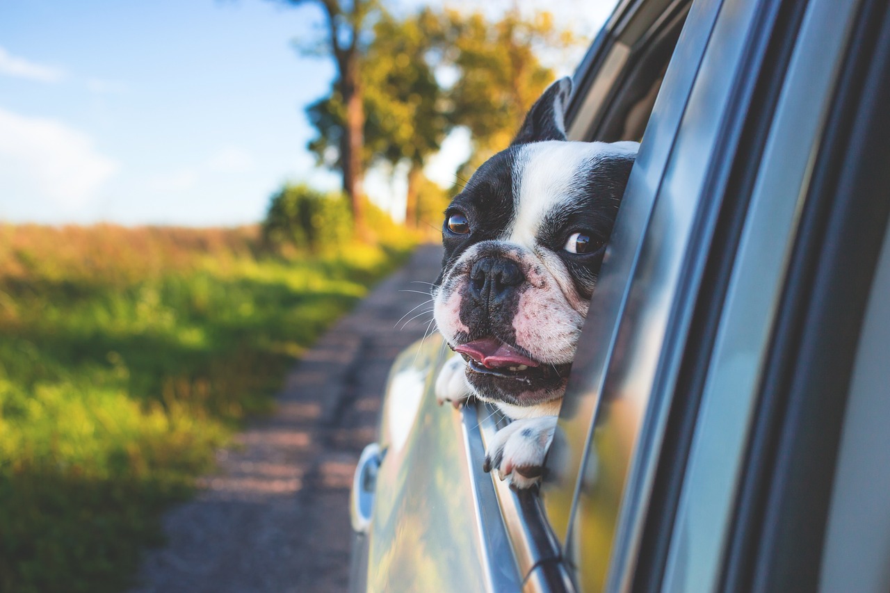 Dog looking out of car window